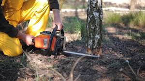 Best Tree Health Inspection  in Forest Heights, TX