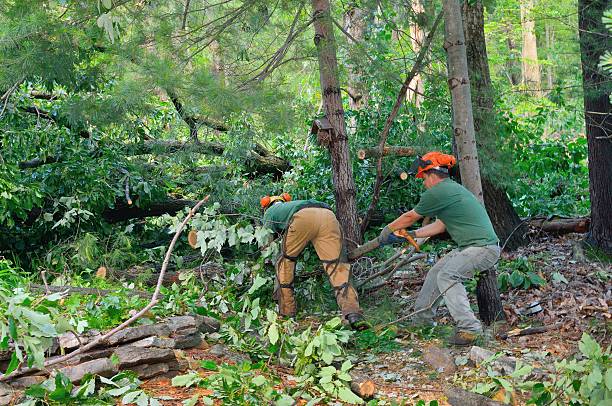 Best Tree Preservation Services  in Forest Heights, TX