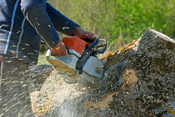 Best Hazardous Tree Removal  in Forest Heights, TX