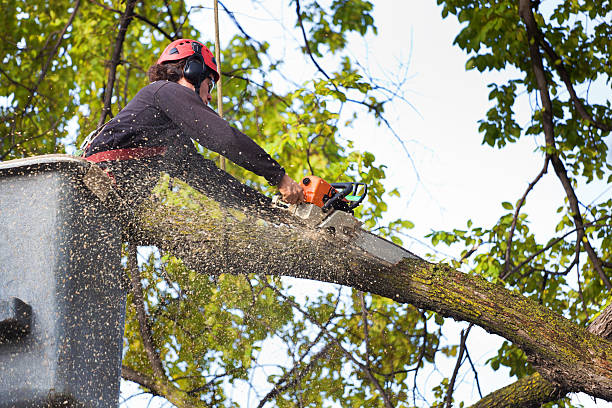 Best Storm Damage Tree Cleanup  in Forest Heights, TX